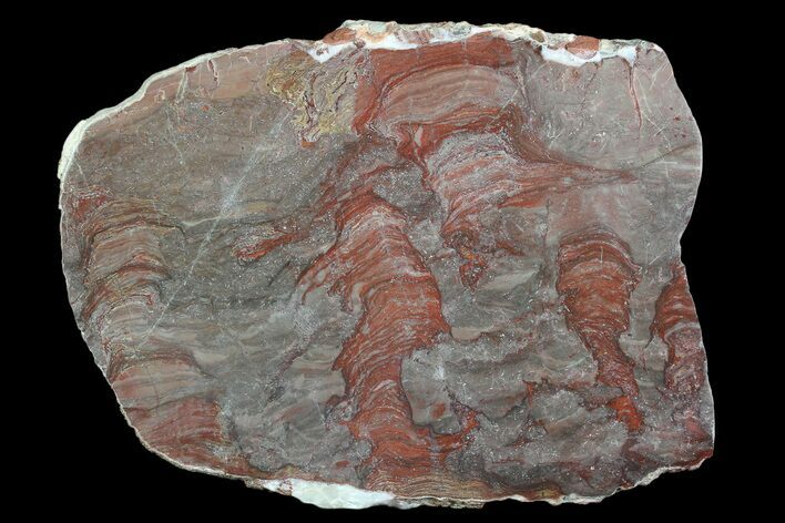 Polished Inzeria Stromatolite - Alice Springs, Australia #92643